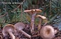 Clitocybe umbilicata-amf455